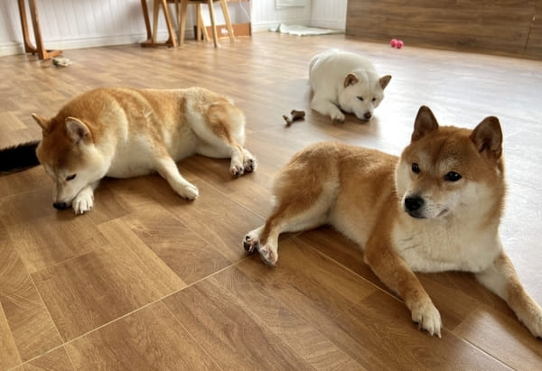 埼玉県さいたま市_内装リフォーム_犬と床