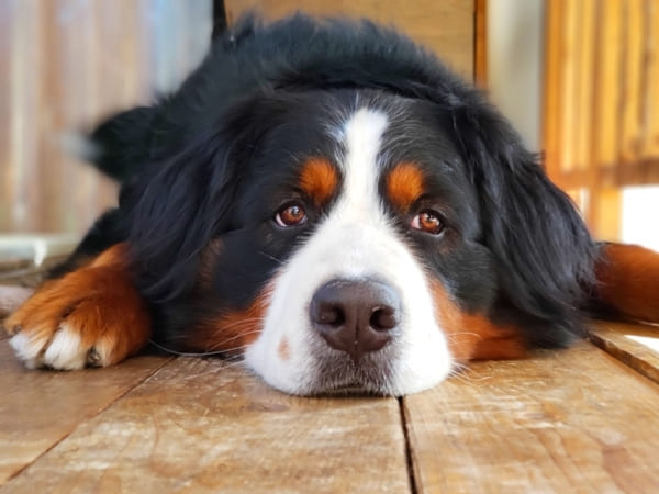 埼玉県さいたま市_内装リフォーム_ペット床汚れ