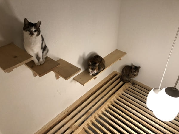 埼玉県さいたま市_内装リフォーム_猫と壁