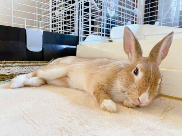 埼玉県さいたま市_内装リフォーム_うさぎと床