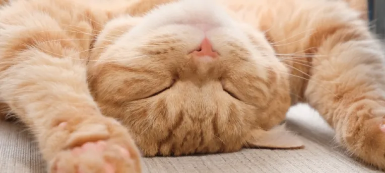 仰向けに寝る猫の写真