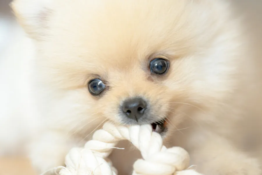 室内で犬がくつろいでいる