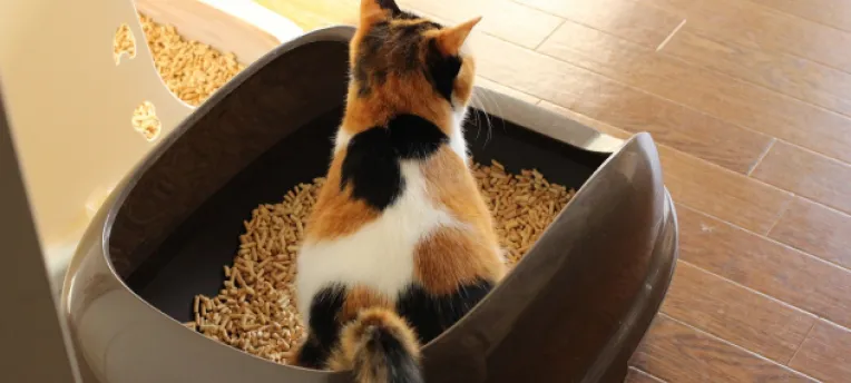 トイレを済ませている猫の写真